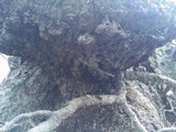Ganoderma lobatum image