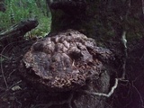Ganoderma lobatum image