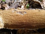 Irpex lacteus image