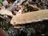 Irpex lacteus image
