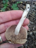 Homophron camptopodum image