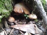 Homophron camptopodum image