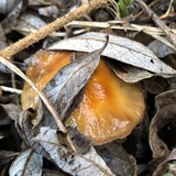 Cortinarius glutinosoarmillatus image