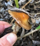 Cortinarius glutinosoarmillatus image