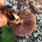 Cortinarius glutinosoarmillatus image