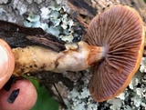 Cortinarius glutinosoarmillatus image