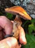 Cortinarius glutinosoarmillatus image