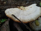 Trametes lactinea image