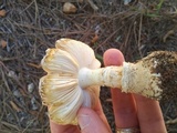 Amanita persicina image