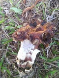 Hypomyces hyalinus image