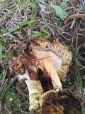 Hypomyces hyalinus image