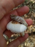 Russula subalbidula image
