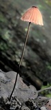 Marasmius alveolaris image