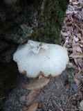 Pluteus petasatus image