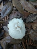 Pluteus petasatus image