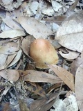 Cortinarius corrugatus image