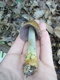 Cortinarius corrugatus image