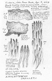 Amylostereum chailletii image