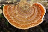 Hexagonia variegata image