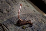 Ophiocordyceps amazonica image