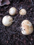 Rhizopogon occidentalis image
