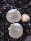 Rhizopogon occidentalis image