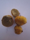 Rhizopogon occidentalis image