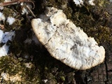 Trametopsis cervina image