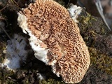 Trametopsis cervina image