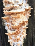 Trametopsis cervina image