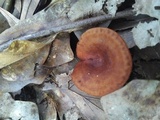 Lactarius peckii image
