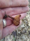 Lactarius peckii image