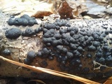 Jackrogersella multiformis image