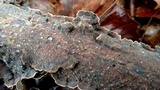 Hydnoporia tabacina image