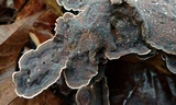Hydnoporia tabacina image