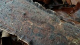 Hydnoporia tabacina image