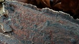 Hydnoporia tabacina image
