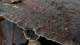 Hydnoporia tabacina image