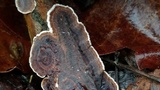 Hydnoporia tabacina image