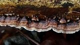 Hydnoporia tabacina image