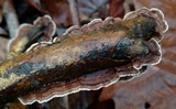 Hydnoporia tabacina image