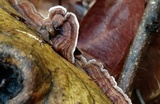 Hydnoporia tabacina image