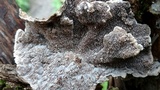 Cerrena unicolor image