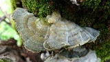 Cerrena unicolor image