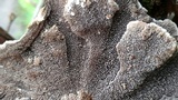 Cerrena unicolor image