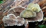 Trametes villosa image