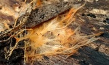 Hydnophlebia chrysorhiza image