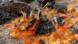 Hydnophlebia chrysorhiza image