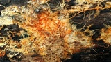 Hydnophlebia chrysorhiza image