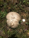 Calvatia booniana image